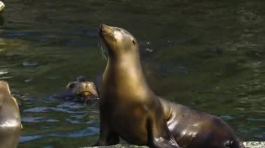 Su kenarındaki bir kayanın üzerindeki deniz aslanına yaklaş..
