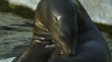 Su kenarındaki bir kayanın üzerindeki deniz aslanına yaklaş..