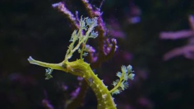 Suyun altında yüzen yapraklı bir deniz ejderhası.