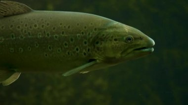 Alabalık kafası sağa dönük olarak yaklaşır. Ağzını açar ve kapatır.. 