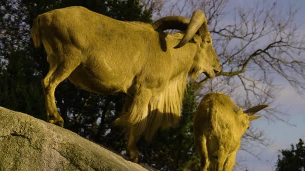 Afrikaanse Mannelijke Berggeit Staand Rots Zomer — Stockvideo