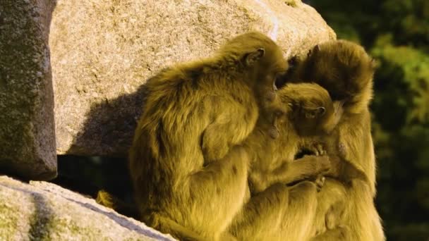 Gros Plan Babouins Assis Sur Rocher Par Une Journée Ensoleillée — Video