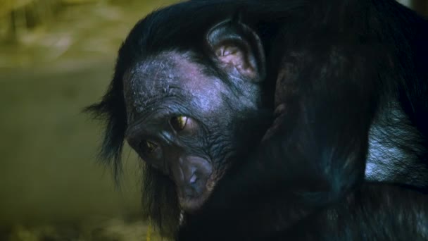 Bonobo Yüzünü Kapatın Gözleri Sağa Sola Hareket Etsin — Stok video