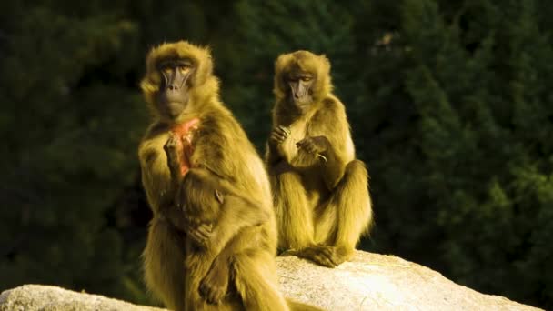 Gros Plan Babouins Assis Sur Rocher Par Une Journée Ensoleillée — Video