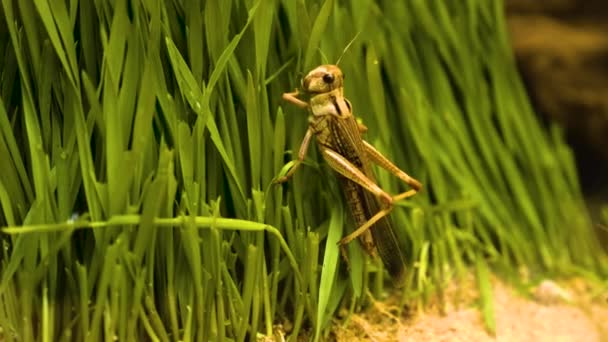 Macro Gafanhoto Grama Rastejando Para Cima Prestes Comer — Vídeo de Stock