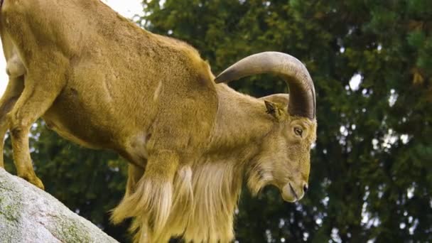 Chèvre Montagne Africaine Mâle Debout Sur Rocher Été — Video