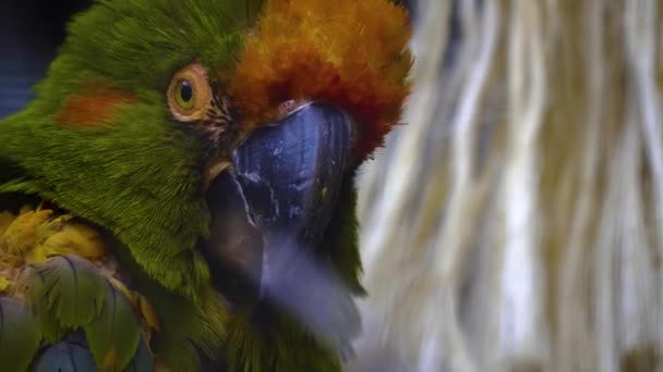 Zbliżenie Głowy Papugi Falowanymi Piórami — Wideo stockowe