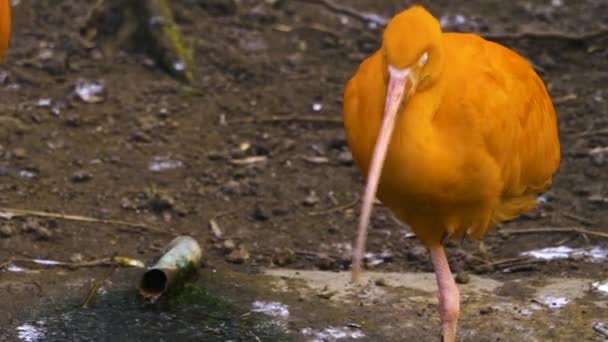 Zamknij Red Ibis Rozglądając Się Dookoła — Wideo stockowe