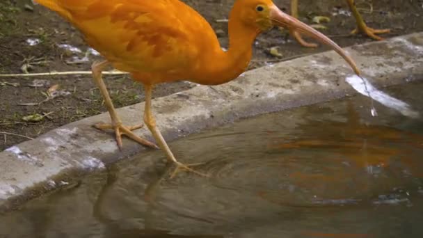 Close Red Ibis Looking — Stock Video