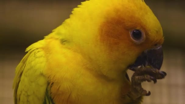 Großaufnahme Von Papagei Der Mit Dem Schnabel Samen Vom Fuß — Stockvideo