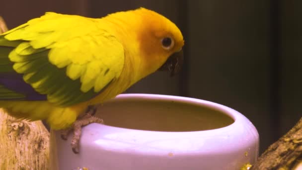 Κοντινό Πλάνο Του Παπαγάλου Τρώει Από Ένα Μπολ — Αρχείο Βίντεο