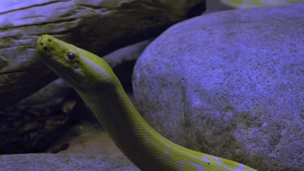 Yellow Python Looking Its Head Raised Lowers Back Rock Moves — Stock Video