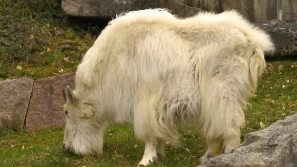 Rocky Mountain Snow Goat Grassing — Stock Video