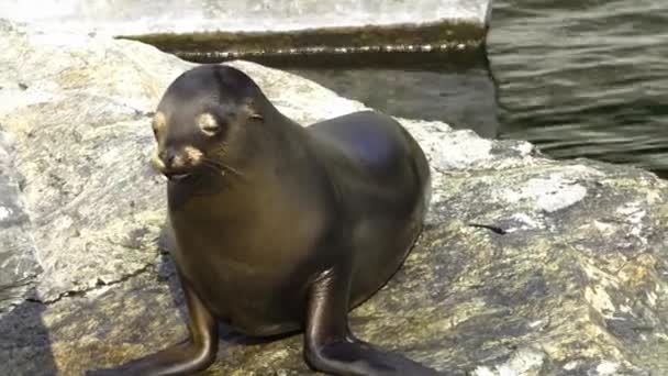 Großaufnahme Eines Seelöwen Auf Einem Felsen Neben Dem Wasser — Stockvideo