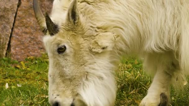 Rocky Mountain Snow Goat Grassing — Stock Video