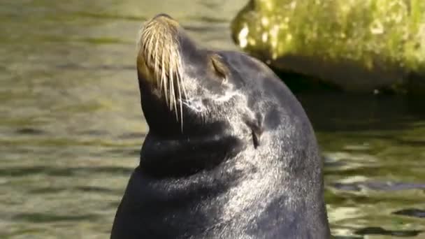 Primo Piano Leone Marino Una Roccia Accanto All Acqua — Video Stock