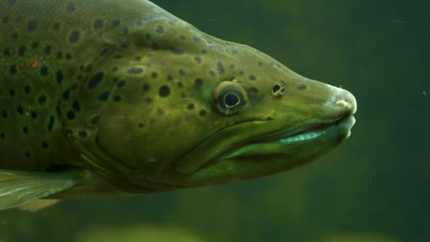 Tête de saumon tout près, face à droite. Il ouvre et ferme la bouche. 