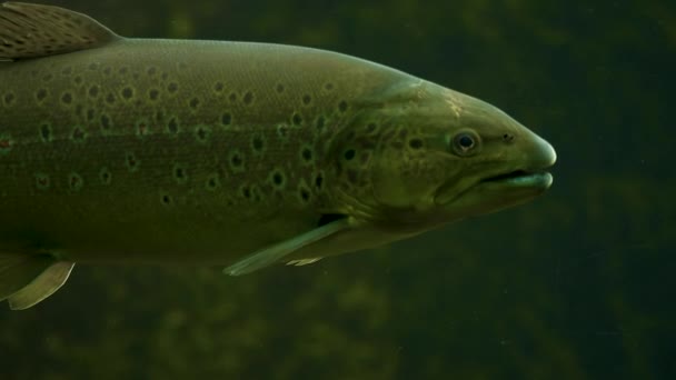 Truite tête fermée, face à droite. Il ouvre et ferme la bouche. 