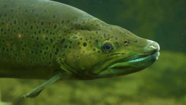 Tête de saumon tout près, face à droite. Il ouvre et ferme la bouche. 