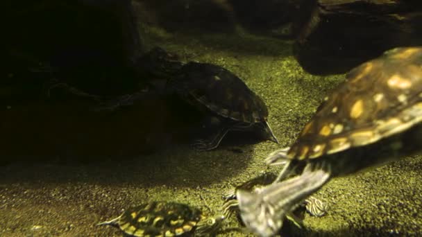 Группа Водных Черепах Дне Пруда Плавающих Вокруг Большой Черепахи Которая — стоковое видео