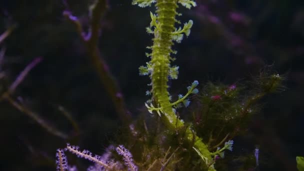 Leafy Sea Dragon Floating Underwater — Stock Video