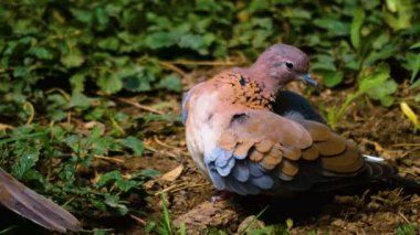 Afrika 'nın gülen güvercini kendine çeki düzen veriyor.
