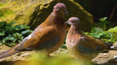 Çiftleşmek üzere olan iki Afrikalı güvercine yaklaş.