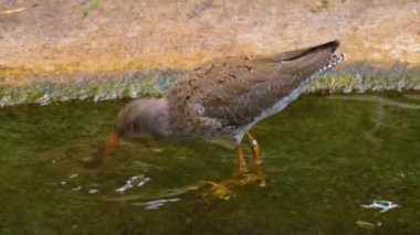 Dalgalanan kuşu kapat, ayaklarıyla kendini temizle..