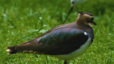 Çayırın üzerinde duran kuzey kanatlı kuşun yakınına..