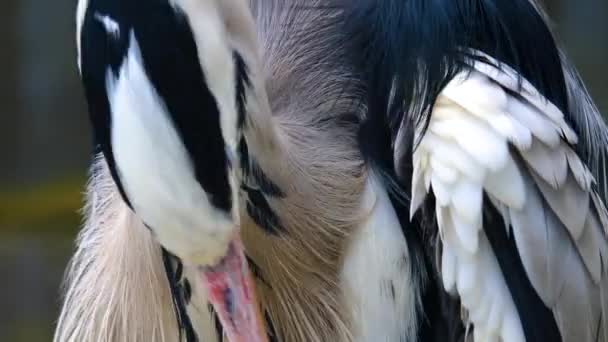 Close Heron Head Cleaning His Wings — Stock Video