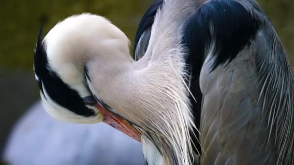 Close Van Een Reigerkop Die Zijn Vleugels Schoonmaakt — Stockvideo