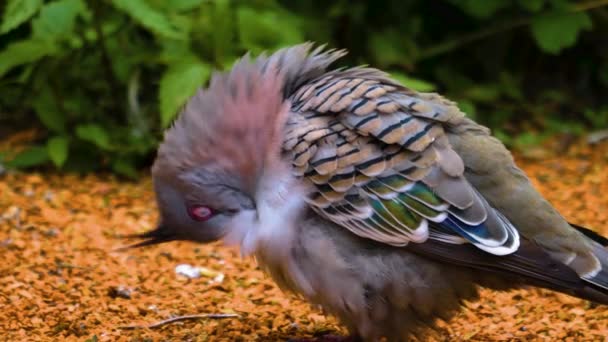깃털이 비둘기가 왼쪽을 몸치장을 머리를 — 비디오