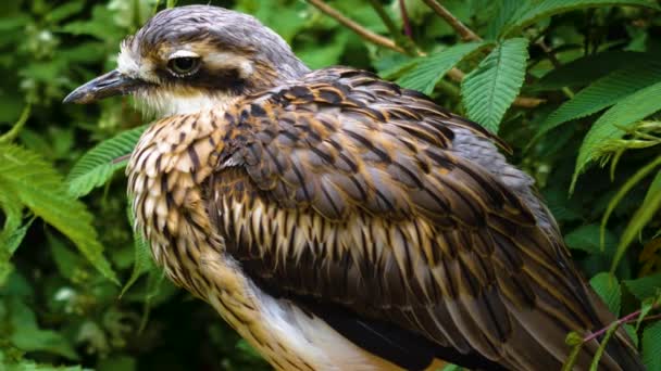 Ein Dickknieender Buschvogel Steht Auf Und Streckt Seine Flügel Aus — Stockvideo