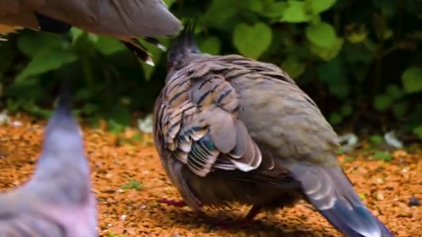 깃털이 비둘기가 왼쪽을 몸치장을 머리를 — 비디오