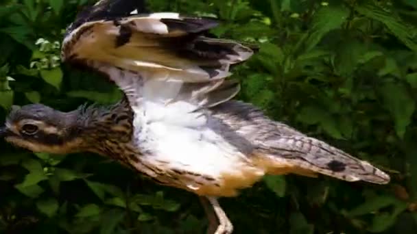 Een Struik Dikke Knie Vogel Staan Strekken Zijn Vleugels — Stockvideo