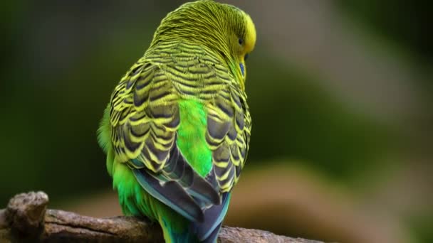 Close Parakeet Budgie Perched Facing Away Camera Flies — Stock Video