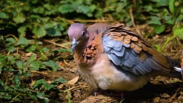 아프리카에서 비둘기가 나뭇가지에 주위를 둘러본 — 비디오