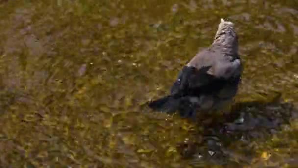 Nahaufnahme Eines Watvogels Der Sich Selbst Mit Den Füßen Reinigt — Stockvideo