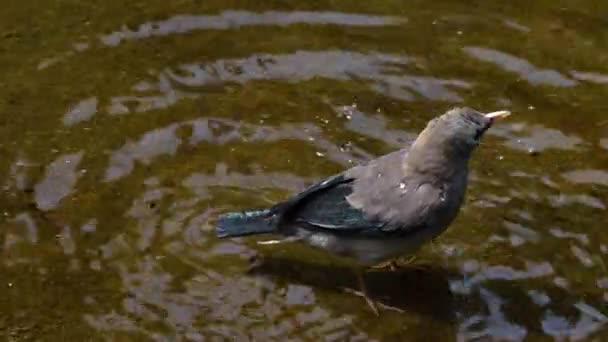 Zbliżenie Brodzącego Ptaka Czyści Własnymi Stopami — Wideo stockowe