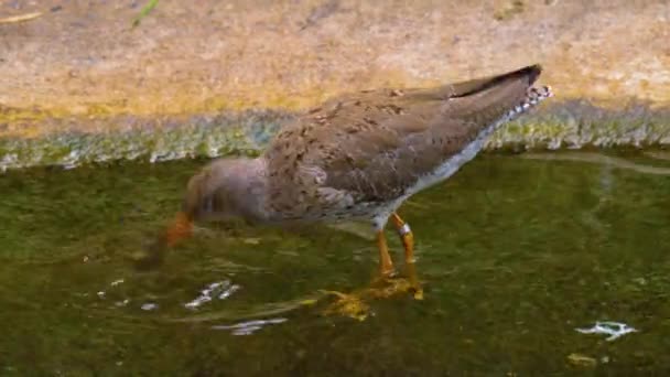 Крупным Планом Бродячей Птицы Очищающей Своими Ногами — стоковое видео