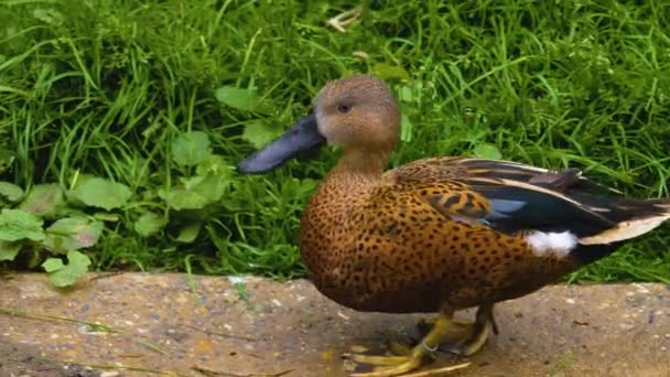 Närbild Spotted Anka Stående Och Titta Till Vänster — Stockvideo