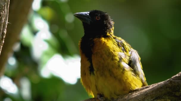 Köy Dokumacı Kuşu Bir Dala Tünemiş — Stok video