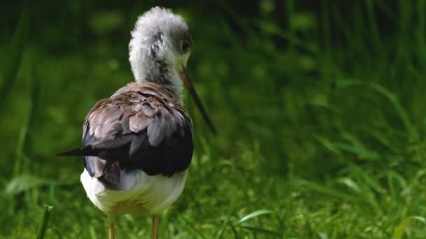 Uccello Pied Avocet Leva Piedi Erba Mentre Governa Piume Sulla — Video Stock