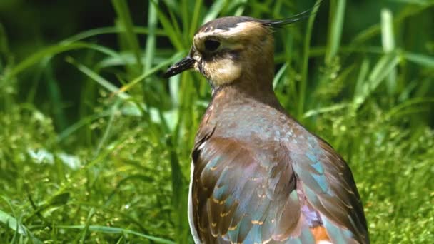 Gros Plan Lapwing Nord Debout Sur Une Prairie — Video