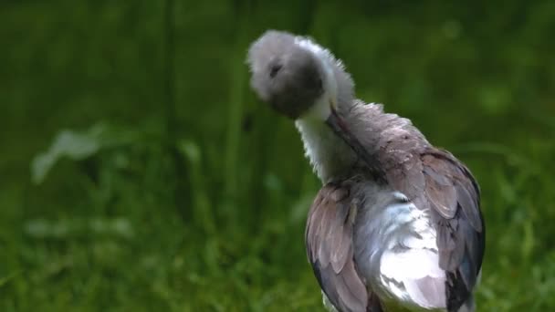 Pied Avocet Fågel Står Gräs Som Det Grooms Fjädrar Ryggen — Stockvideo