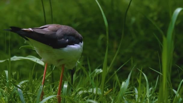 空飛ぶ鳥が草の中に立っている 背中に羽が生えているからだ — ストック動画