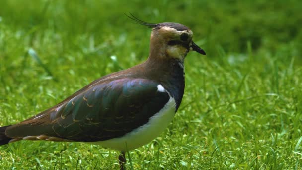 Close Northern Lapwing Bird Standing Meadow — Stock Video