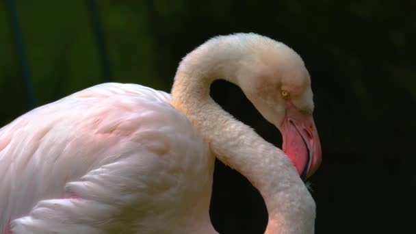 Närbild Flamingos Stående Äng — Stockvideo