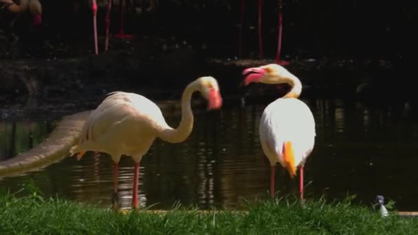 Close Van Flamingo Staan Een Weide Vechten — Stockvideo