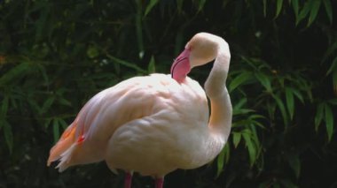  Çayırda duran flamingoların yakınına..